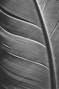 Art Photography Piece of bird feathers, SvetaZi, (26.7 x 40 cm)