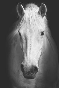 Art Photography Portrait of a white horse., kasto80, (26.7 x 40 cm)