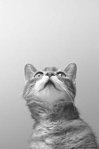 Art Photography a cat on grey background, Zoonar RF, (26.7 x 40 cm)