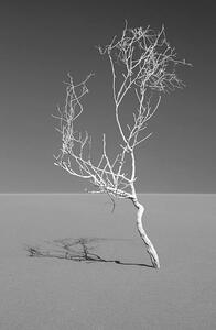Art Photography Art of nature, Sossuvlei, Namib desert, Mike Korostelev, (26.7 x 40 cm)