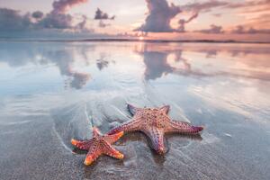 Art Photography Starfish on beach, IvanMikhaylov, (40 x 26.7 cm)