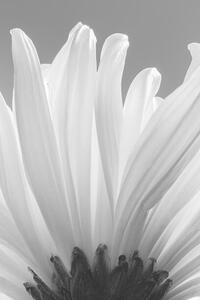 Art Photography white chrysanthemum bw, uuoott, (26.7 x 40 cm)