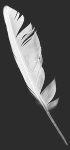 Art Photography Beautiful white feather isolated on black, nadtytok, (26.7 x 40 cm)