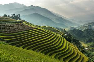 Art Photography Rice fields on terraced of Mu, wiratgasem, (40 x 26.7 cm)