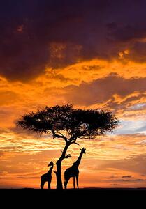 Art Photography Silhoutted Giraffe with acacia tree at sunset, Darrell Gulin, (26.7 x 40 cm)
