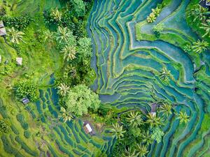 Art Photography Aerial view of Rice Terrace in Bali Indonesia, Travelstoxphoto, (40 x 30 cm)
