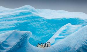 Art Photography A group of Penguins stand atop, David Merron Photography, (40 x 24.6 cm)