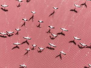 Art Photography Drone image close to flamingos flying, Abstract Aerial Art, (40 x 30 cm)