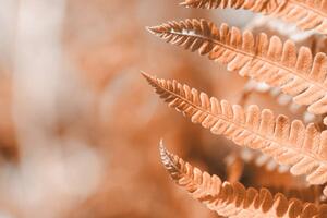 Art Photography Fern leaf closeup, natural ferns pattern., Anna Skliarenko, (40 x 26.7 cm)