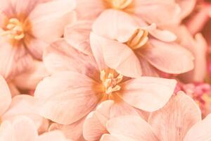 Art Photography Close-up of pink flowers, Natalia Serenko / 500px, (40 x 26.7 cm)