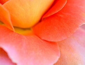 Art Photography Colorful Rose Petal, Katie Plies, (40 x 30 cm)