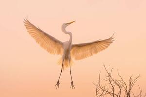Art Photography Graceful white Heron in flight, Wirestock, (40 x 26.7 cm)