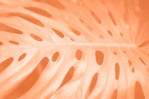 Art Photography Tropical monstera leaf close-up in trending, Tatiana, (40 x 26.7 cm)