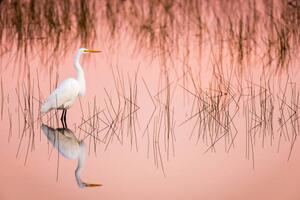 Art Photography Great Egret at Sunrise in a Pink Colored Marsh, Troy Harrison, (40 x 26.7 cm)