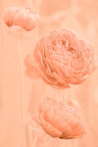Art Photography Flowers and buds of apricot-colored ranunculus, Tatiana rico, (26.7 x 40 cm)
