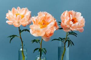 Art Photography Three blossoming pastel-coral peonies in a, Anna Efetova, (40 x 26.7 cm)