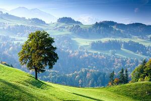 Photography Switzerland, Bernese Oberland, tree on hillside, Travelpix Ltd, (40 x 26.7 cm)