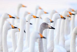 Art Photography Unique swan, High quality images of Japan and nature, (40 x 26.7 cm)