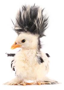 Art Photography Crazy chick with even crazier hair, UroshPetrovic, (30 x 40 cm)