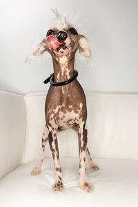 Photography Chinese Crested dog portrait., - Fotosearch, (26.7 x 40 cm)