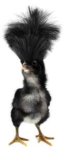 Photography Crazy black chick with ridiculous hair, UroshPetrovic, (22.5 x 40 cm)