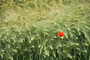 Art Photography Lonely poppy in a wheat field, Jean-Philippe Tournut, (40 x 26.7 cm)
