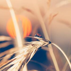 Art Photography Ladybug sitting on wheat during sunset, Pawel Gaul, (40 x 40 cm)