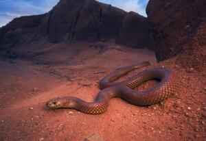 Art Photography Large, wild king brown/mulga snake, Kristian Bell, (40 x 26.7 cm)