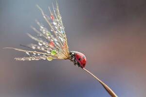 Art Photography Ladybug on dandelion, mikroman6, (40 x 26.7 cm)
