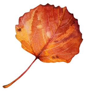 Photography Watercolor hand-drawn autumn red, orange leaf, Natalia Kunashova, (40 x 40 cm)