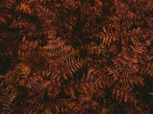 Art Photography High angle view of brown fern leaves, Johner Images, (40 x 30 cm)