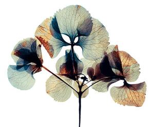 Art Photography Pressed and dried dry flower, andersboman, (40 x 26.7 cm)