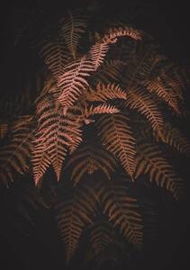 Photography brown fern leaves in autumn season, Cavan Images, (26.7 x 40 cm)