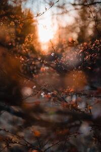 Art Photography One last standing blossom of tree, thethomsn, (26.7 x 40 cm)