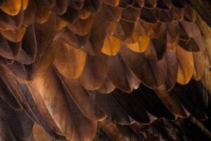 Photography Golden Eagle's feathers, Tim Platt, (40 x 26.7 cm)