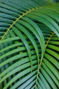 Art Photography Tropical Coconut Palm Leaves, Darrell Gulin, (26.7 x 40 cm)