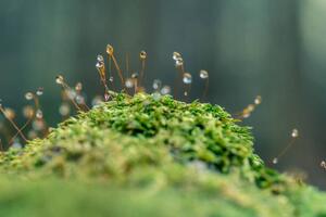 Art Photography Moss sporangia with morning dew (close-up), LITTLE DINOSAUR, (40 x 26.7 cm)