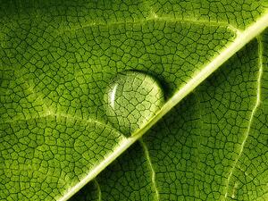 Art Photography water drop on leaf, Mark Mawson, (40 x 30 cm)