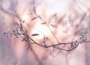 Art Photography Sun shining through branches with dew covered buds, EschCollection, (40 x 30 cm)