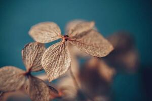 Photography Dry textured hydrangea petals on a, Marina Bagrova, (40 x 26.7 cm)