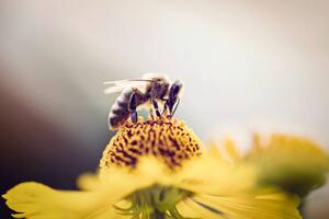 Art Photography Honeybee collecting pollen from a flower, mrs, (40 x 26.7 cm)