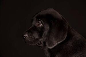 Art Photography black Labrador Retriever puppy, Koljambus, (40 x 26.7 cm)