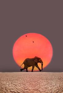 Art Photography Elephant walking., Grant Faint, (26.7 x 40 cm)