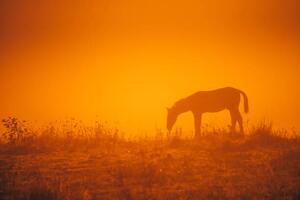 Art Photography Horse silhouette on morning meadow. Orange, kovop58, (40 x 26.7 cm)