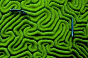 Photography Grooved Brain Coral, Dash Shemtoob, (40 x 26.7 cm)
