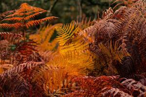 Art Photography dry ferns in a forest in fall, vicvaz, (40 x 26.7 cm)