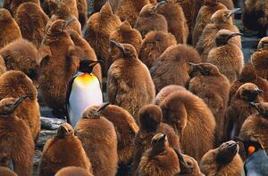Art Photography Adult king penguin surrounded by, Art Wolfe, (40 x 26.7 cm)