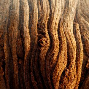 Art Photography Image Of Tree Bark Texture, Nenov, (40 x 40 cm)