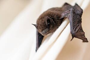 Art Photography common pipistrelle a small bat, fermate, (40 x 26.7 cm)