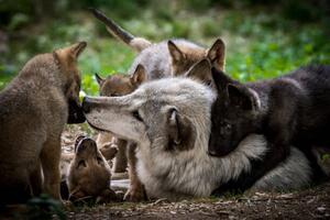 Art Photography Wolf with litter of playful cubs, Zocha_K, (40 x 26.7 cm)